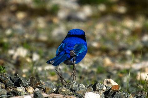 Male Splendid Fairywren hopping away from me. Nice foot. : birding