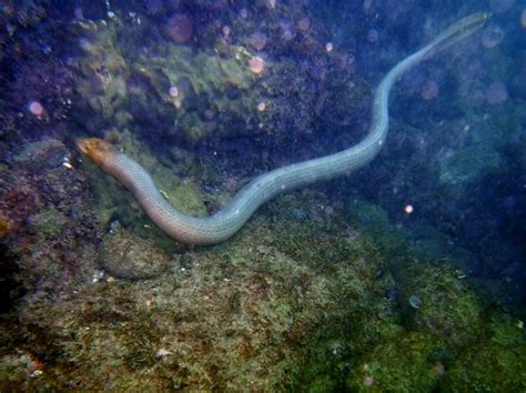 Olive Sea Snake Facts and Pictures | Reptile Fact