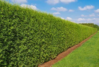 Buy Deer Resistant Hedges | Evergreen Deer Resistant Shrubs