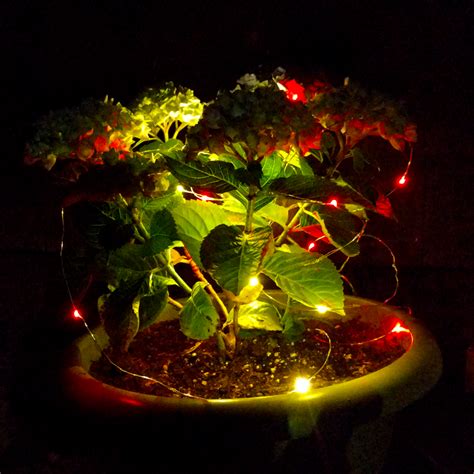 Solar Powered LED Fairy Lights - 16.5 Foot - Waterproof with 50 Multi ...