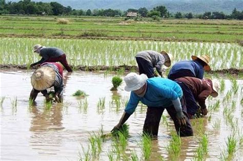 Lupa sa Mindanao na ‘di apektado ng bagyo, tatamnan ng palay - DA | Pilipino Star Ngayon