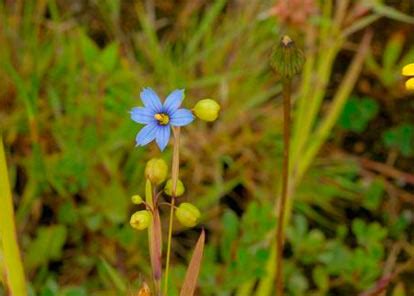 Wildflower Blue-eyed Grass Irish Wild Flora Wildflowers of Ireland