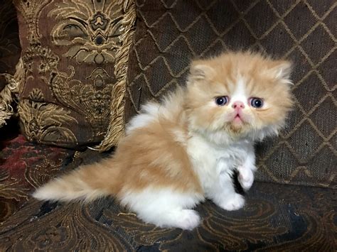 Persian Cats For Sale | Phoenix, AZ #292265 | Petzlover