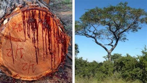 Meet The Bloodwood Tree AKA Pterocarpus Angolensis That Actually Bleeds When You Cut It