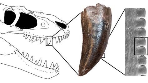 Tyrannosaur teeth were serrated like steak knives | CBC News