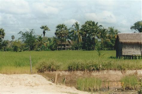 Cambodia Rice field Southeast Asia, Cambodia, Thailand, Rice, Country Roads, Field, Plants ...