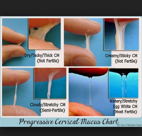 Cervical Mucus chart *pic* - Glow Community