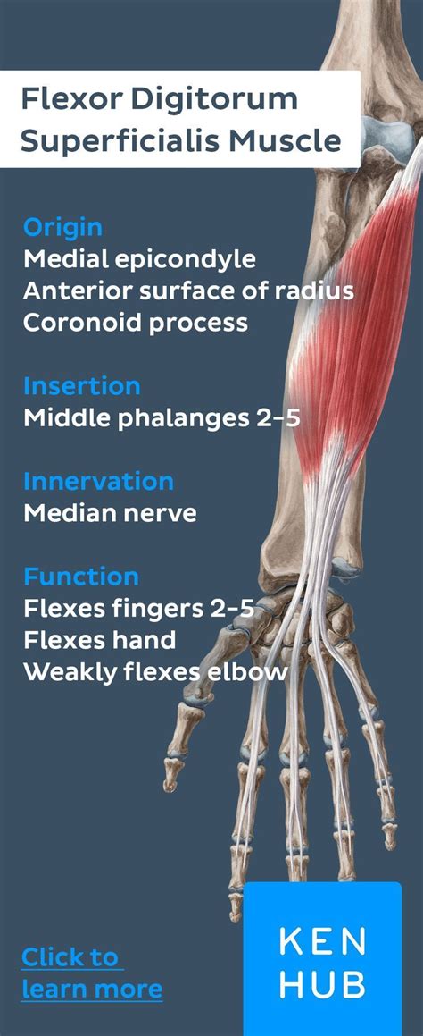 Re-pin to revise the #muscle facts about the flexor digitorum ...