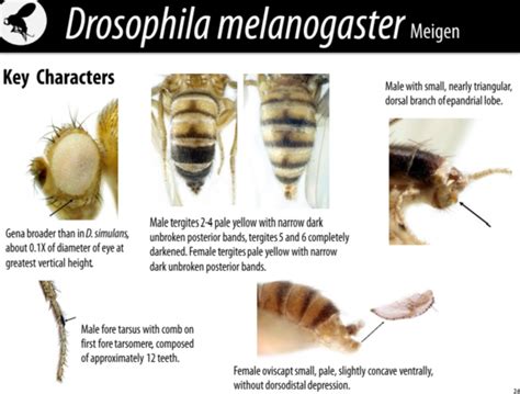 Classification and Identification of Fruit fly Step by Step - Blogs ...