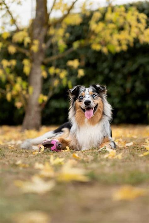 Your Ultimate Guide To The Border Collie Aussie Mix | Your Dog Advisor