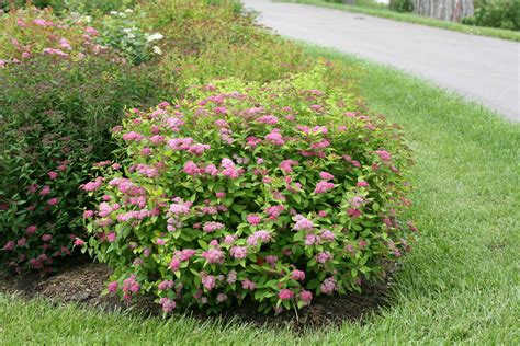 Spiraea japonica Double Play Big Bang - Pépinière Locas