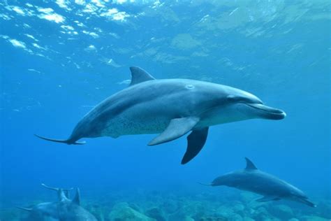 Dolphins Underwater Royalty-Free Images, Stock Photos & Pictures ...