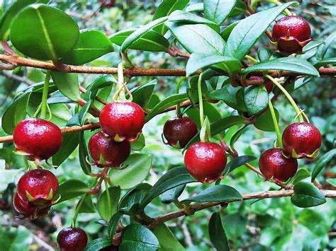 Ugni molinae - Chilean Guava - Jurassicplants Nurseries