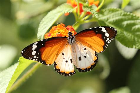 African Tiger - Danaus chrysippus alcippus | Danaus chrysipp… | Flickr