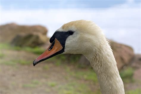 Swan Bird Beak - Free photo on Pixabay - Pixabay