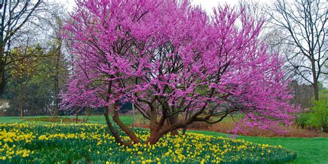 Redbud Tree Care | The Best Practices - PlantingTree