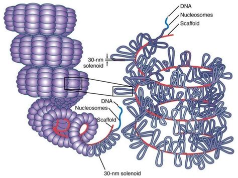 Role of Histone in DNA packaging