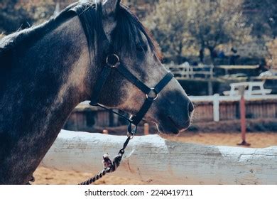 13,829 Steppe Horses Images, Stock Photos & Vectors | Shutterstock