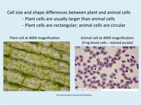 Animal Cell Labeled Microscope Plant Vs Animal Cells Under Microscope | Images and Photos finder