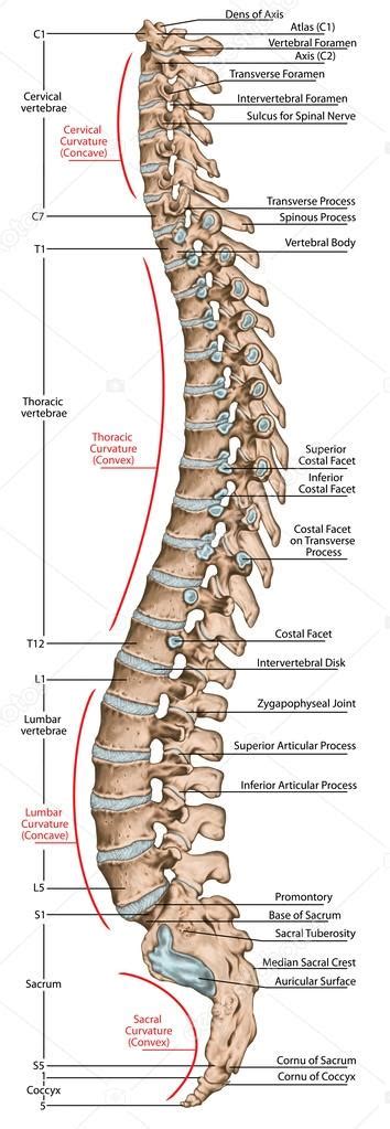 Didactic board, anatomy of human bony system, human skeletal system, the skeleton, spine, the ...