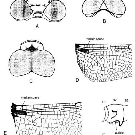 Anisoptera larvae. A-Gomphidae: Megalogomphus sp.; B-Gomphidae:... | Download Scientific Diagram