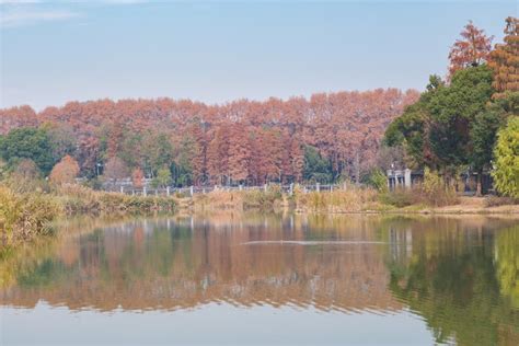 Hubei Wuhan East Lake Scenic Area Late Autumn Scenery Stock Photo ...