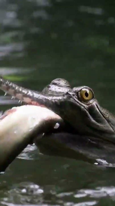 Gharials: The Long, Narrow Snouts Of Gharials With 110 Teeth's - YouTube