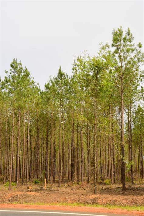 Georgia Pine Tree Plantation Stock Photo - Image of colour, branches: 103743390