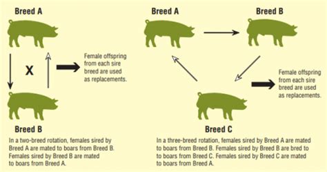 Swine Breeding Systems for Alternative Pork Chains: Breeding Programs - MSU Extension