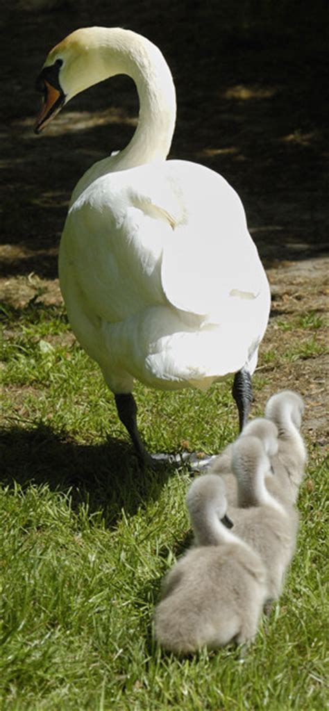 Swan Upping ceremony