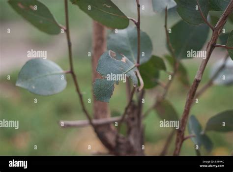 Gum tree leaves hi-res stock photography and images - Alamy