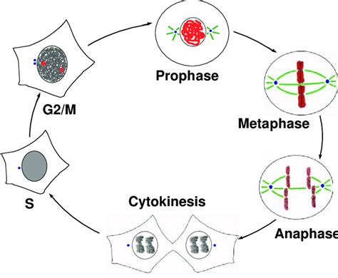 Ser10 phosphorylation during cell cycle progression. Chromatin... | Download Scientific Diagram