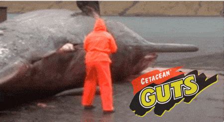 Exploding Whale GIFs - Find & Share on GIPHY