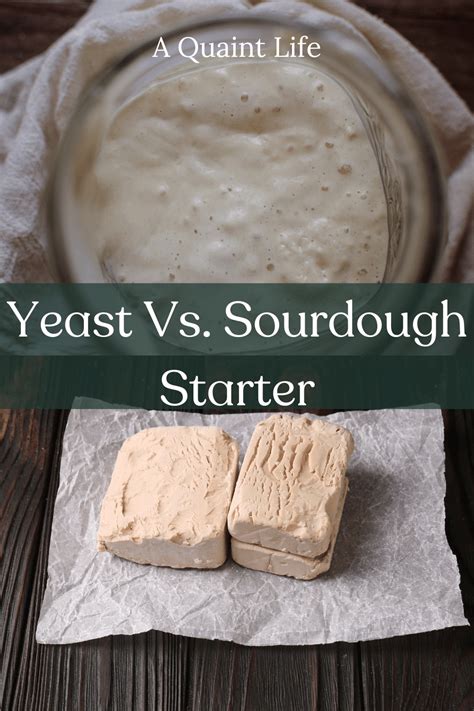 Yeast Vs. Sourdough Starter (Understanding the Difference) - A Quaint Life