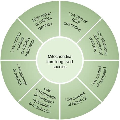 Mitochondrial traits linked to the biology of free radicals associated... | Download Scientific ...