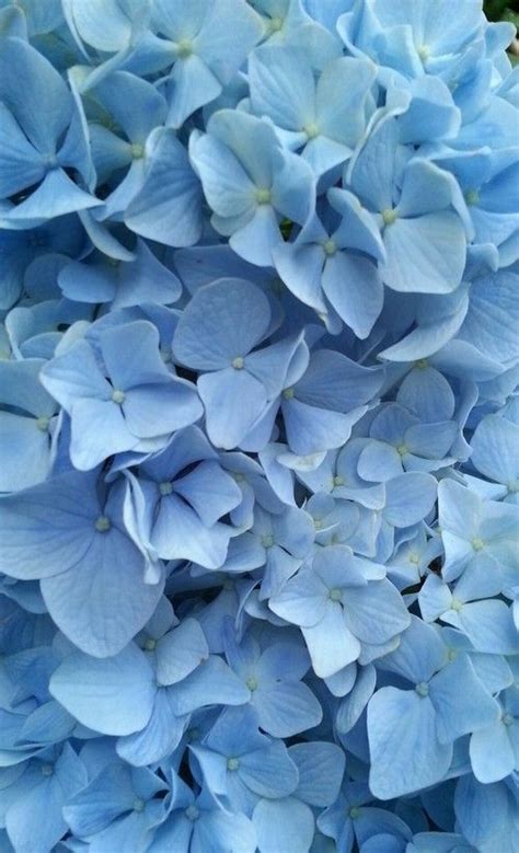 flowers, hydrangea, and blue kép | Fond d'ecran pastel, Fond d'écran coloré, Fond d'écran iphone ...