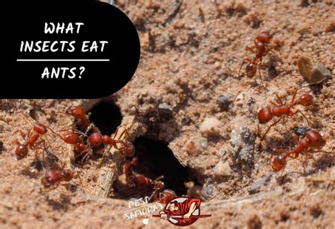 Ant Predators | Intriguing Facts and Key Role in Ecosystem Balance ...