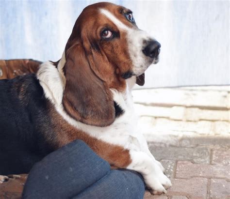 10 Basset Hounds You Should Follow On Instagram