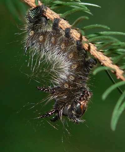 Caterpillar - Eacles imperialis - BugGuide.Net