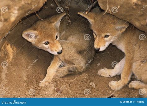 Coyote Pups in Den stock image. Image of wildlife, young - 9021641