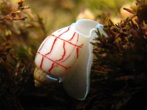 Red-lined bubble snail (Bullina lineata) - Picture Fish