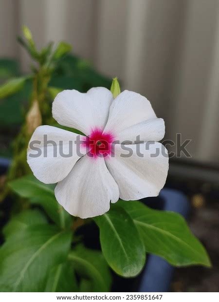 9,384 White Madagascar Periwinkle Images, Stock Photos & Vectors | Shutterstock