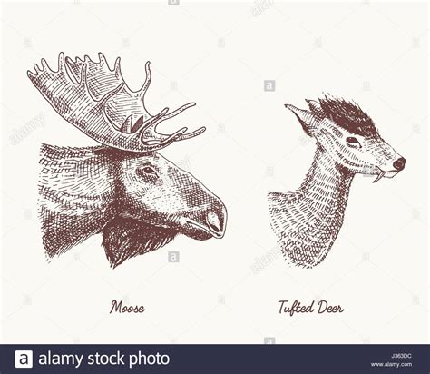 Moose Antlers Drawing at GetDrawings | Free download