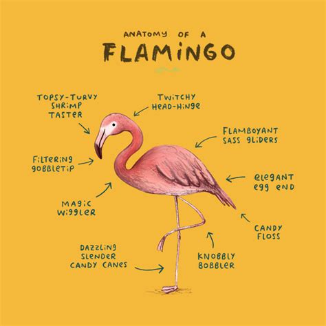 Anatomy of a Flamingo - Flamingo - Long Sleeve T-Shirt | TeePublic