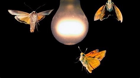 Moths attracted to lights | Do you know - YouTube