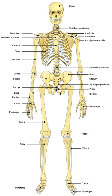 [Je voulais le plus] image squelette humain avec nom os 161977-Image squelette humain avec nom ...