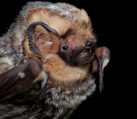 Bat Conservation Receives International Support | Defenders of Wildlife