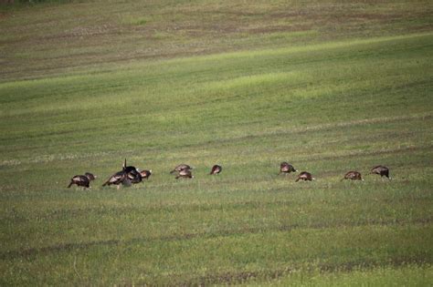 41 Turkey Hunting Tips and Tactics to Use This Season | Great Days Outdoors