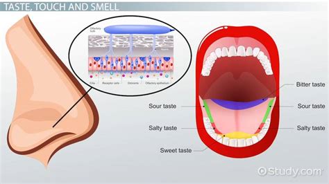 Taste, Touch & Smell Receptors | Overview & Types - Video & Lesson Transcript | Study.com