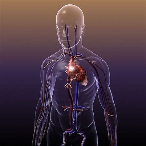 Circulatory System Anatomy in a Human Body 3D model | CGTrader